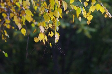 CC__8590.JPG