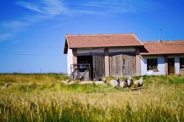 青海湖20.jpg