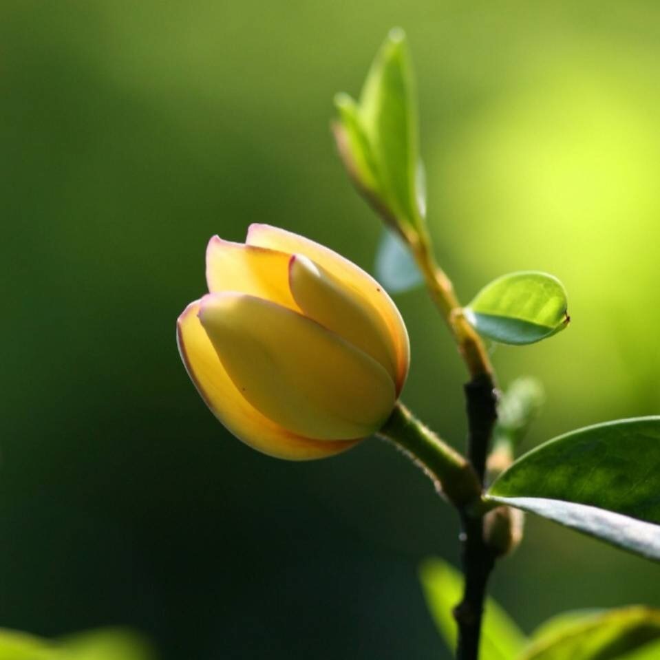嫩绿的叶子含苞待放的花朵