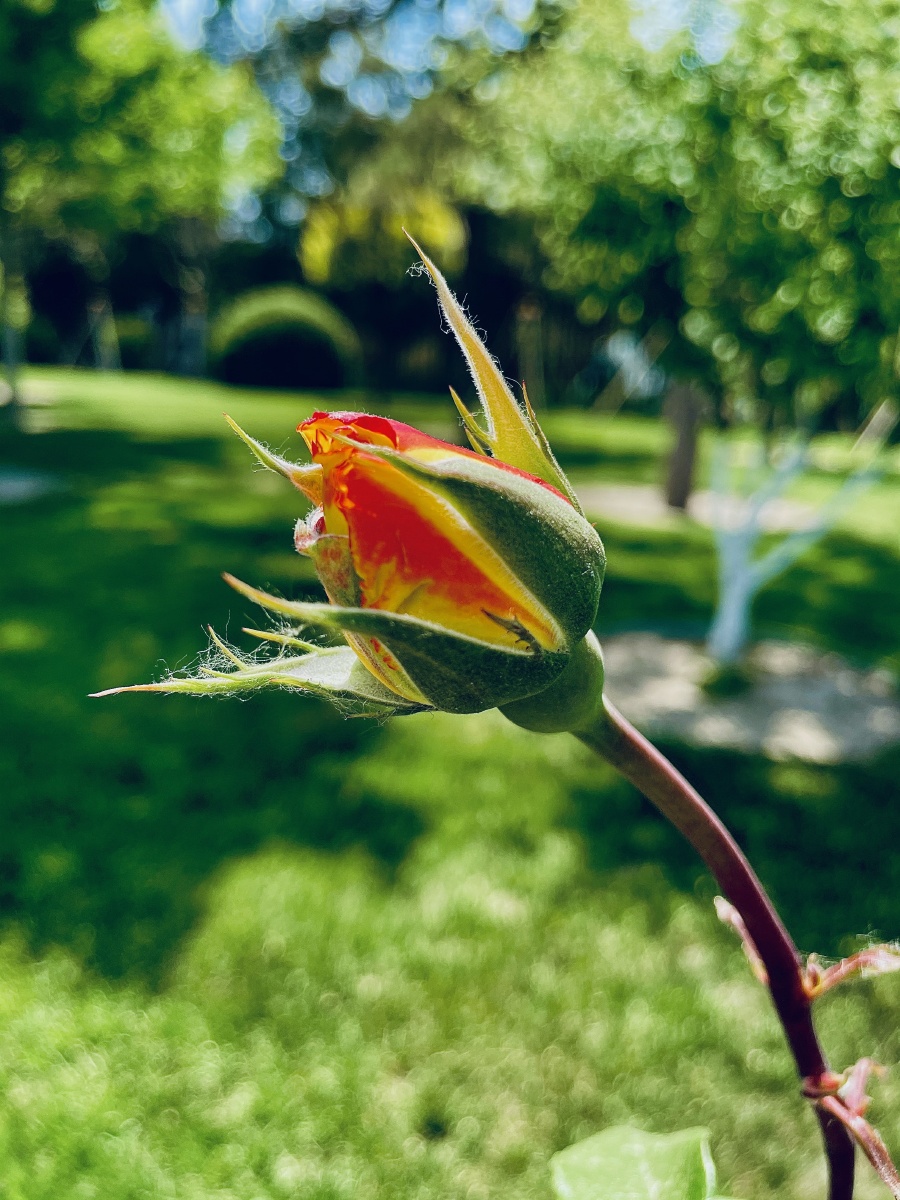 拍摄一组鲜花开放的过程