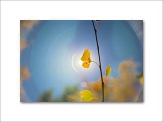 128926973_dpqS94Ir_AspenFallFoliage633.jpg