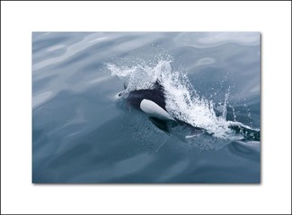 116760073.8TtPYZwX.AlaskaDay4011.jpg