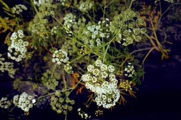 DSC01746.JPG