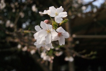 樱花