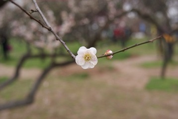 梅花