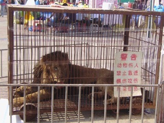 可怜的狮子