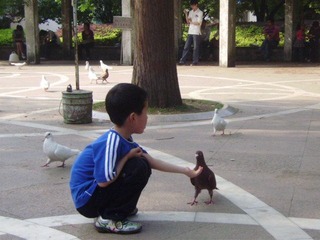 喂鸽子