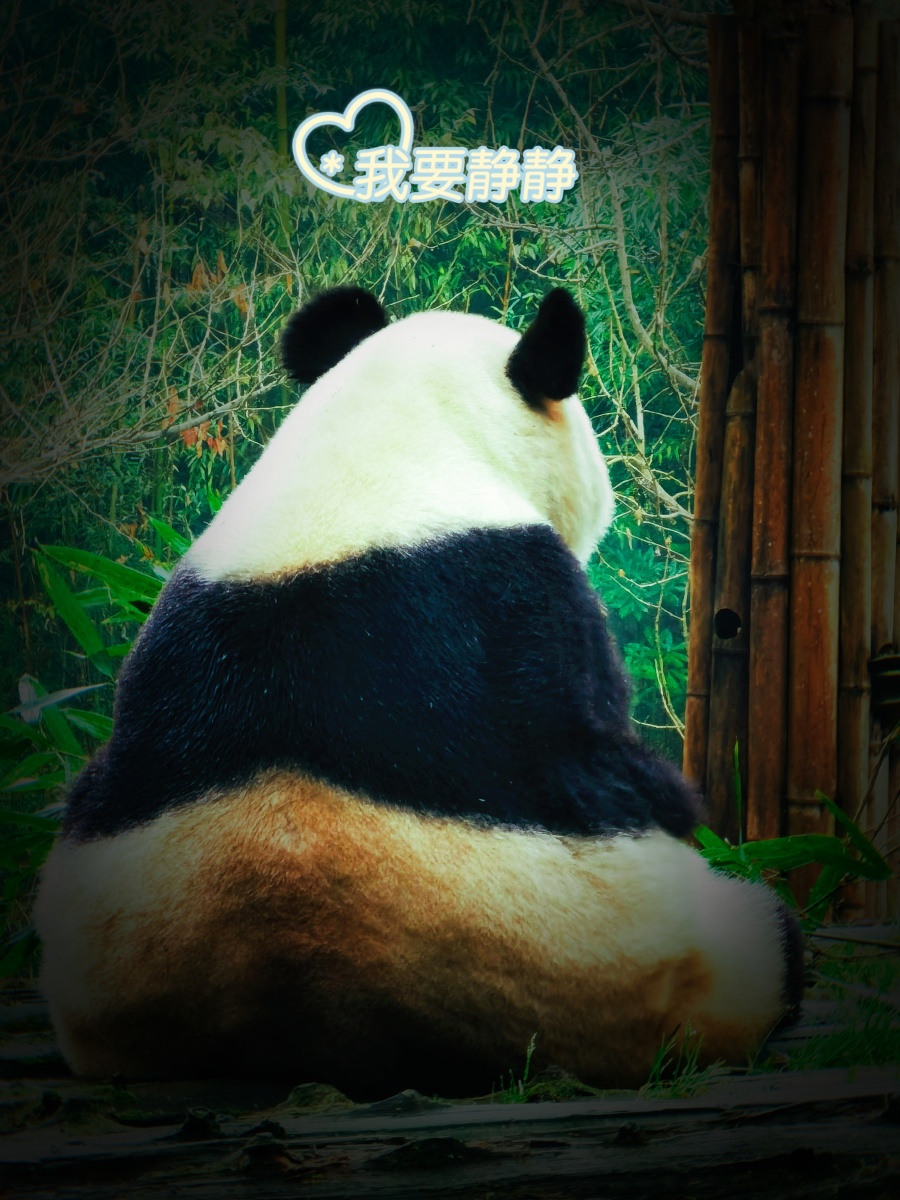 成都大熊猫要静静 - 默而识之学而不厌 - 图虫