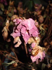 残花