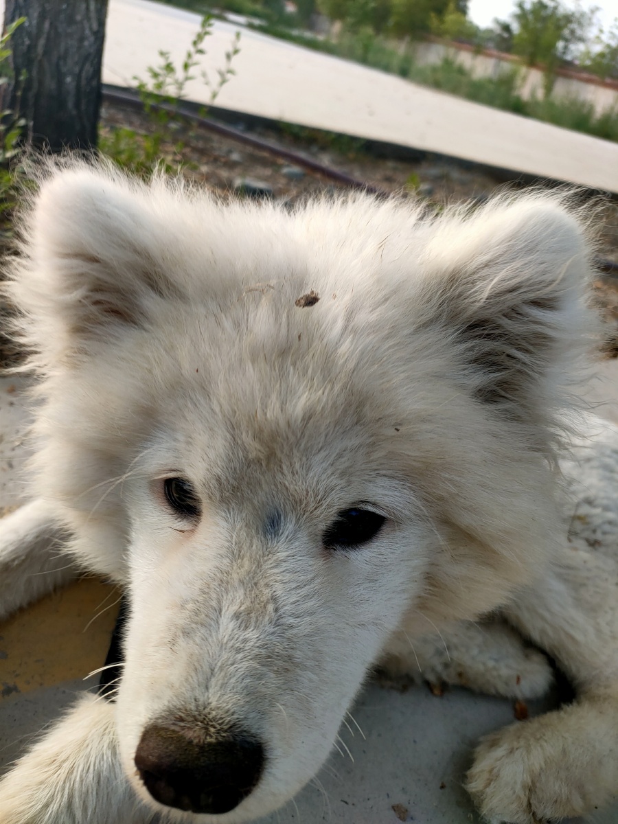 一只被养成中华田园犬的傻狗萨摩耶 - 小不点萤火之森 - 图虫