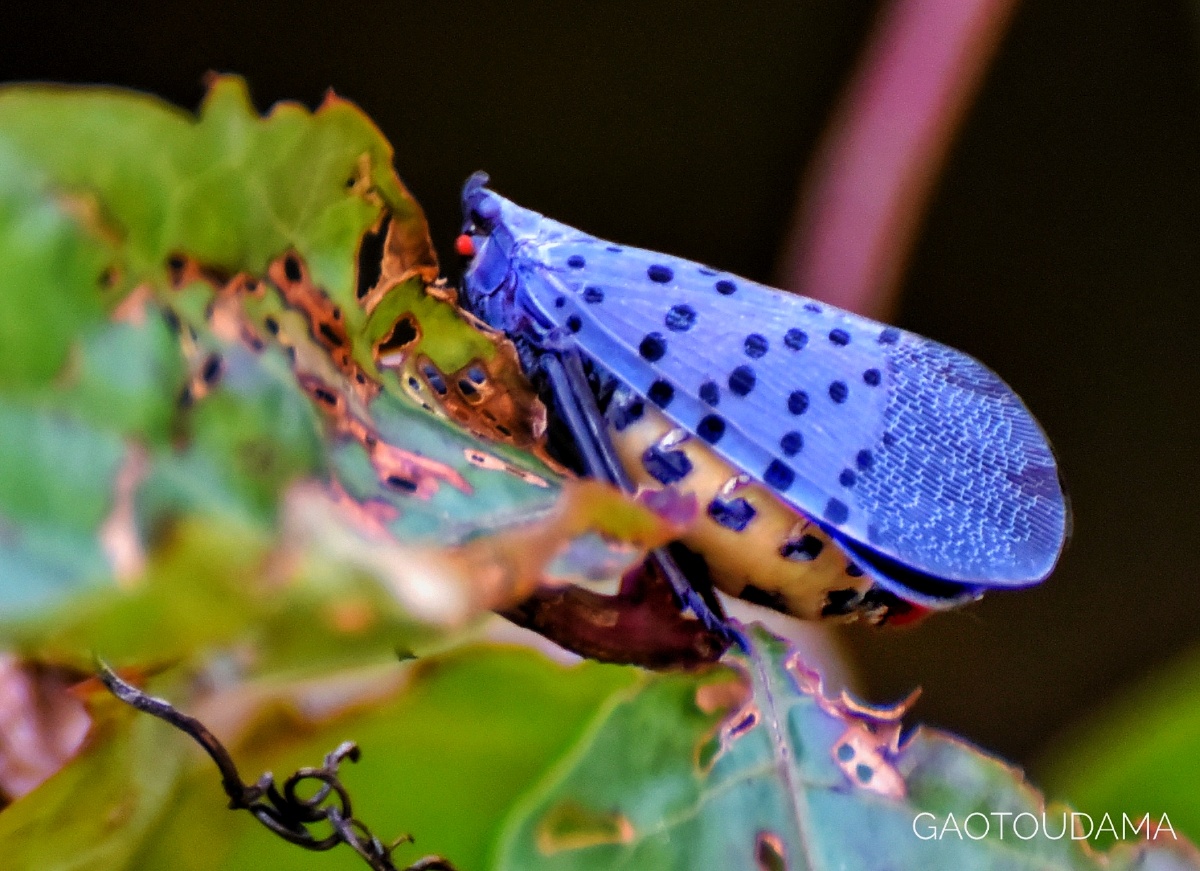 花蹦蹦 - 高头大马161932072295905 - 图虫