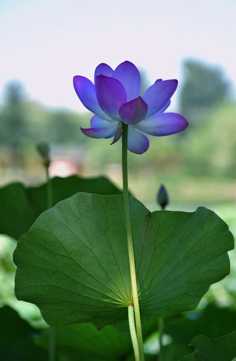 亭亭玉立美少女