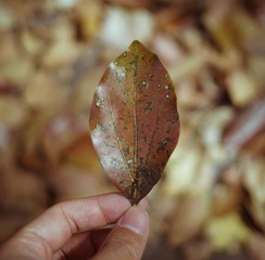 DSC06433-1.jpg