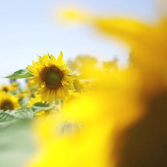 _DSC9780.JPG