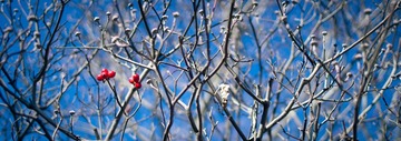 _DSC0714-1