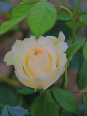 1A30FE61-0B04-482E-97D6-566867EE5BA7/L0/001