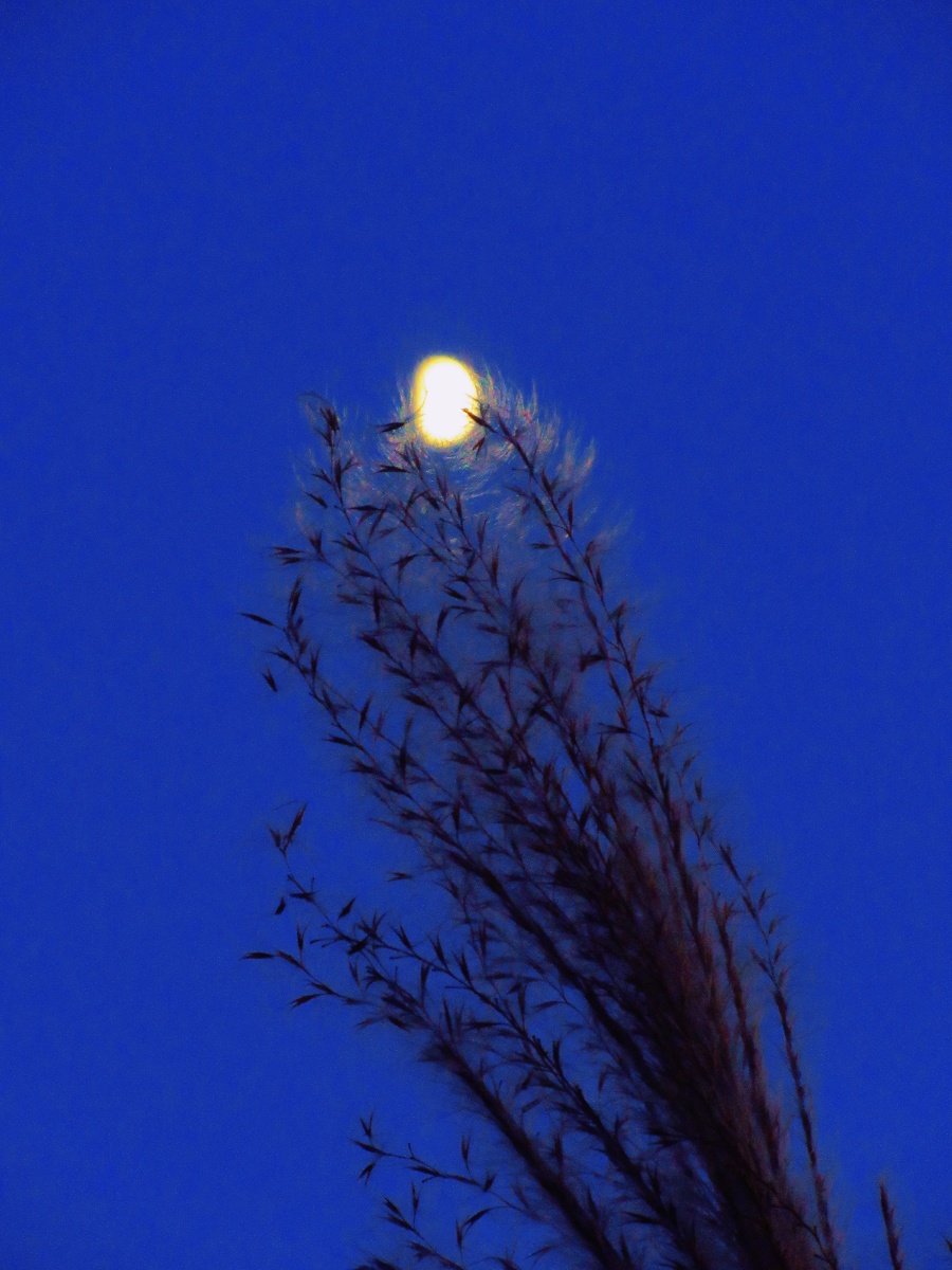 晚风拂柳笛声残