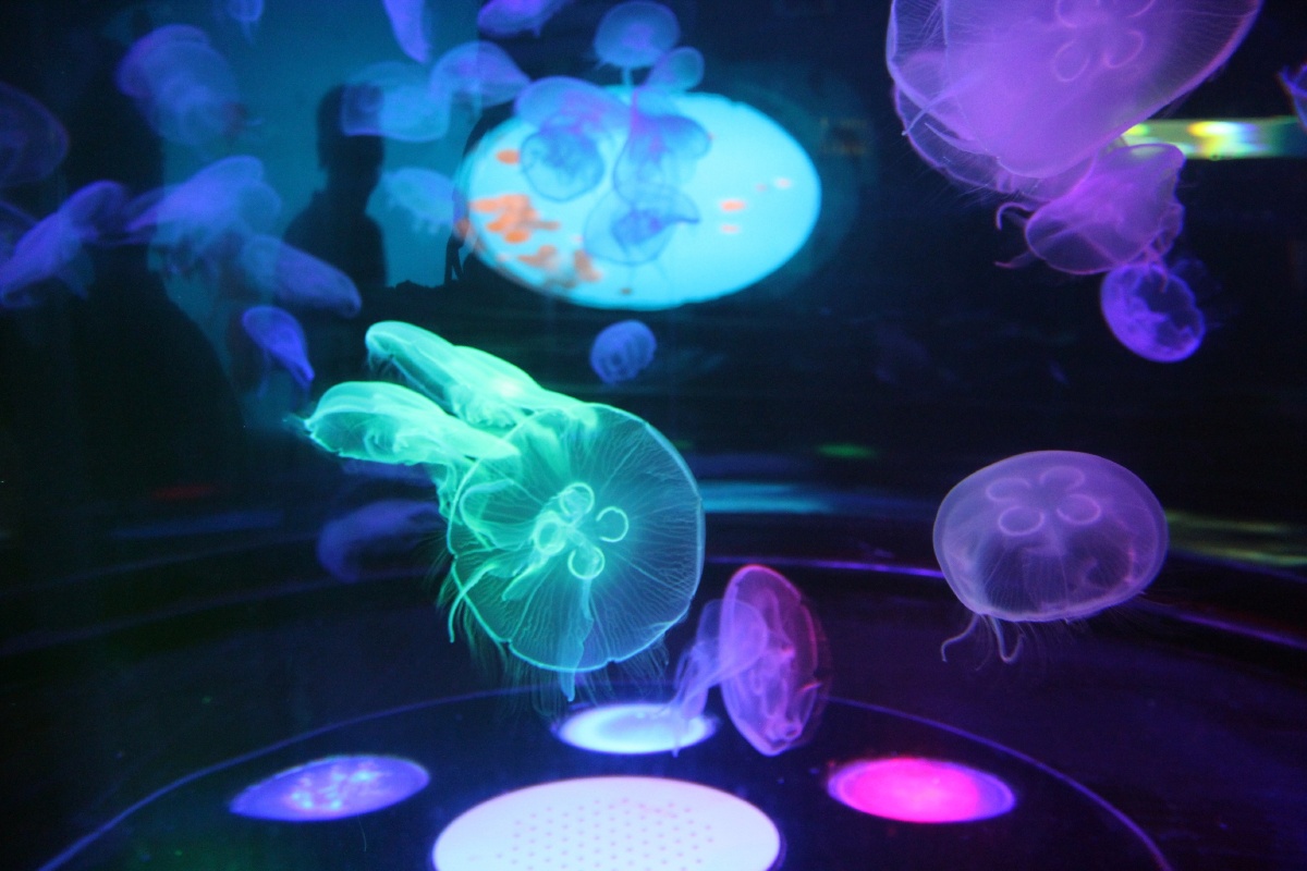 2013年在合肥海洋世界里拍的水母彩色世界