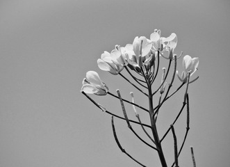 DSC_0011.jpg