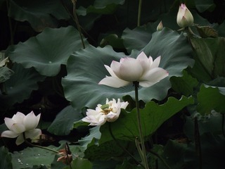 B85D041A-7C4D-43AA-AAC4-C1C59DA9EE2D/L0/001