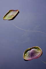 20100515a_1