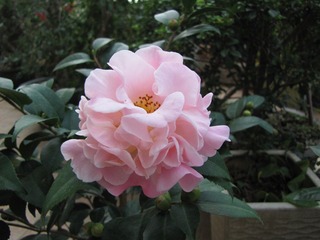IMG_3996.JPG
