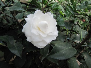 IMG_4042.JPG