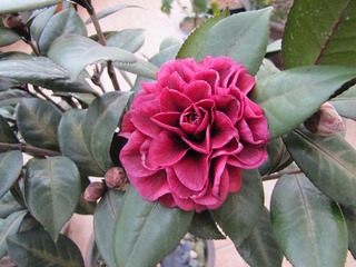 IMG_4022.JPG