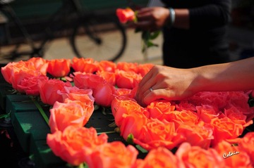 CSC_0354.jpg