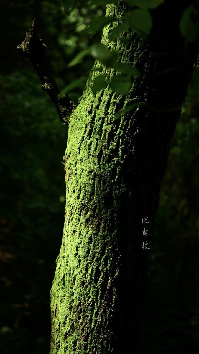 返景入深林复照青苔上