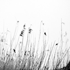 _DSC6562