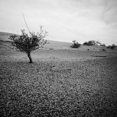 _DSC0297
