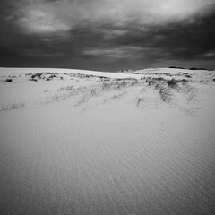 _DSC0445