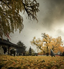 _DSC00101