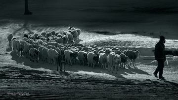 _DSC4636