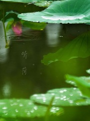 荷.jpg