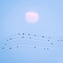 恋曲2013