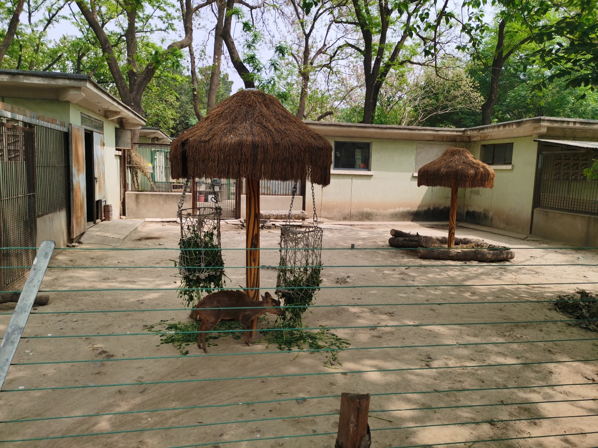 来北京动物园看动物,真可爱 - aliar478 - 图虫