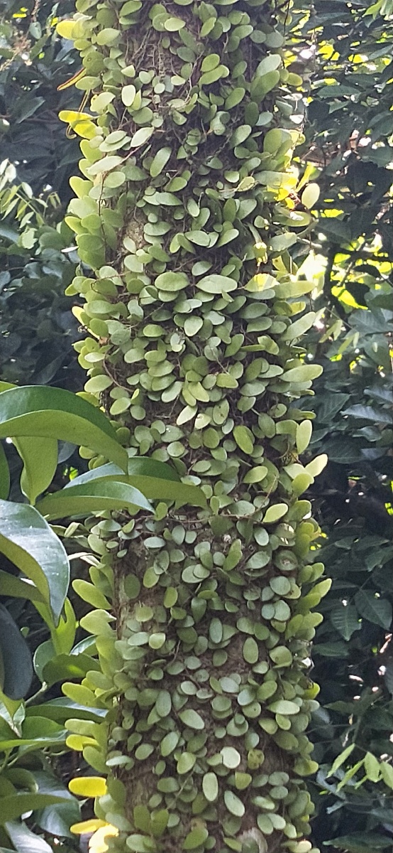 树衣- 海天一片 - 图虫