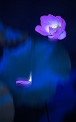 D49B84E0-2EBD-47E8-AFB6-EF70645DE0D8/L0/001