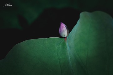 120801
