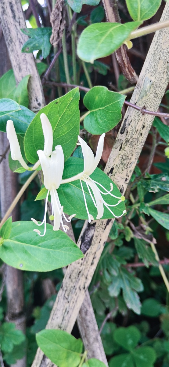 银花(银花泌炎灵片)