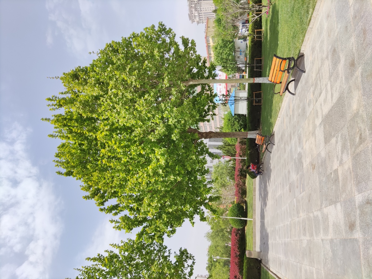 一棵树法桐悬铃木