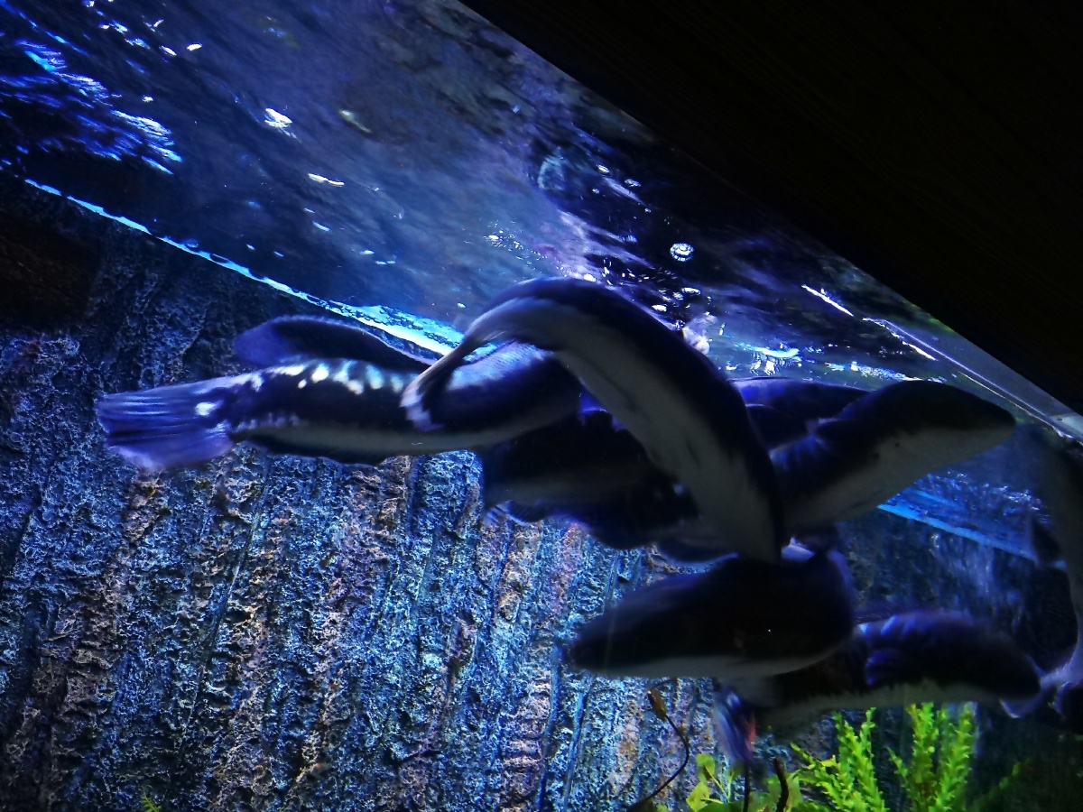 小小水族馆一一海口冯小刚电影公社另收门票景点物不所值