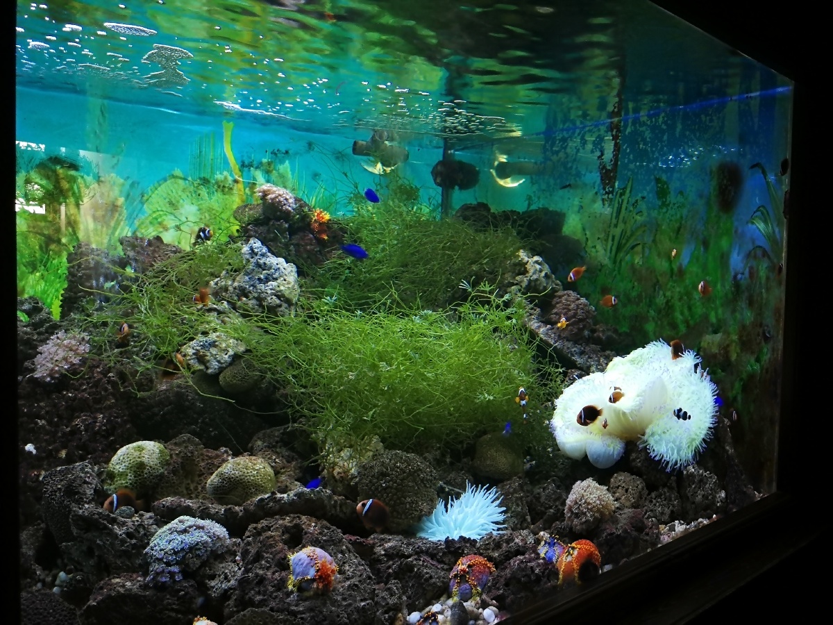 小小水族馆一一海口冯小刚电影公社另收门票景点物不所值