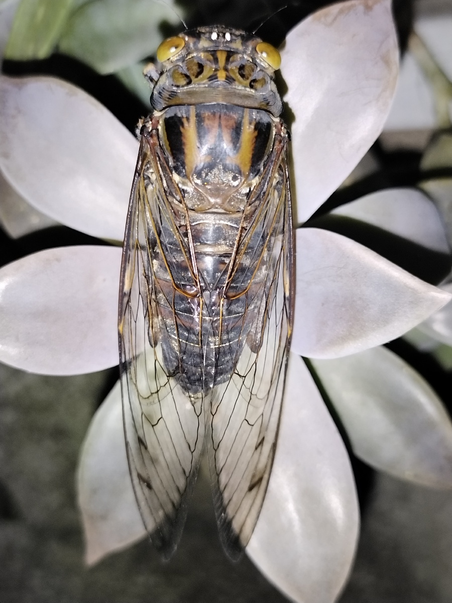 歌声振林樾意欲捕鸣蝉