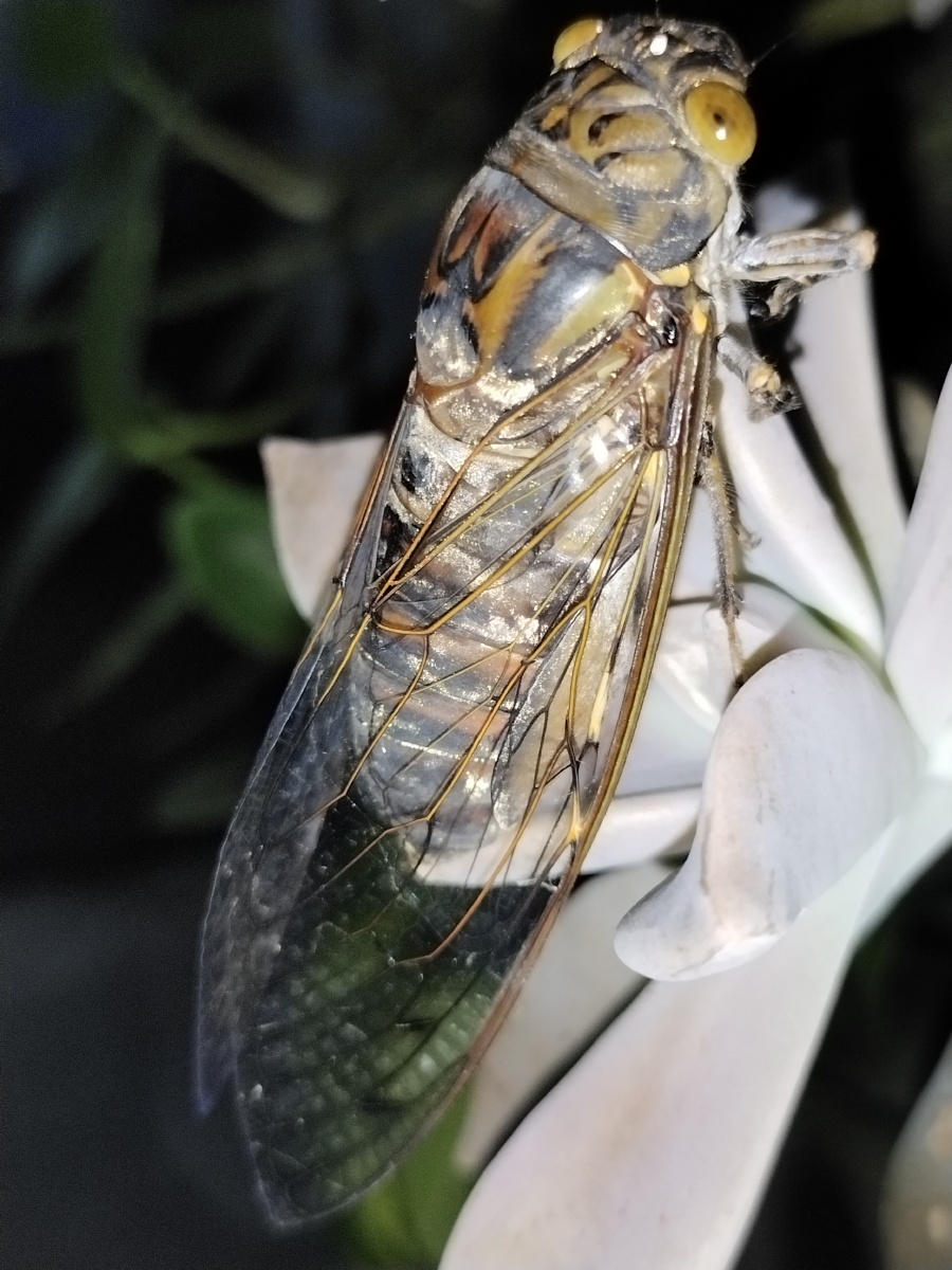 歌声振林樾意欲捕鸣蝉