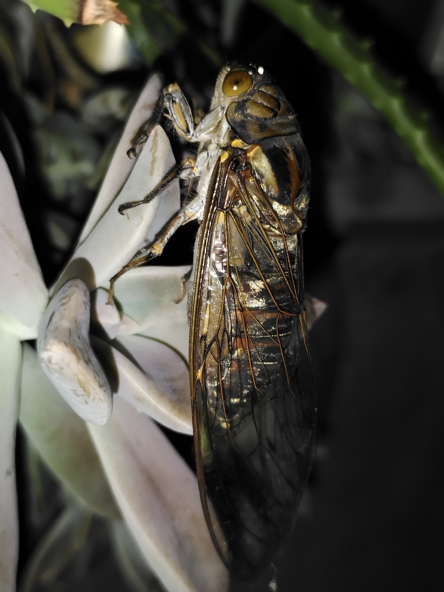 歌声振林樾意欲捕鸣蝉