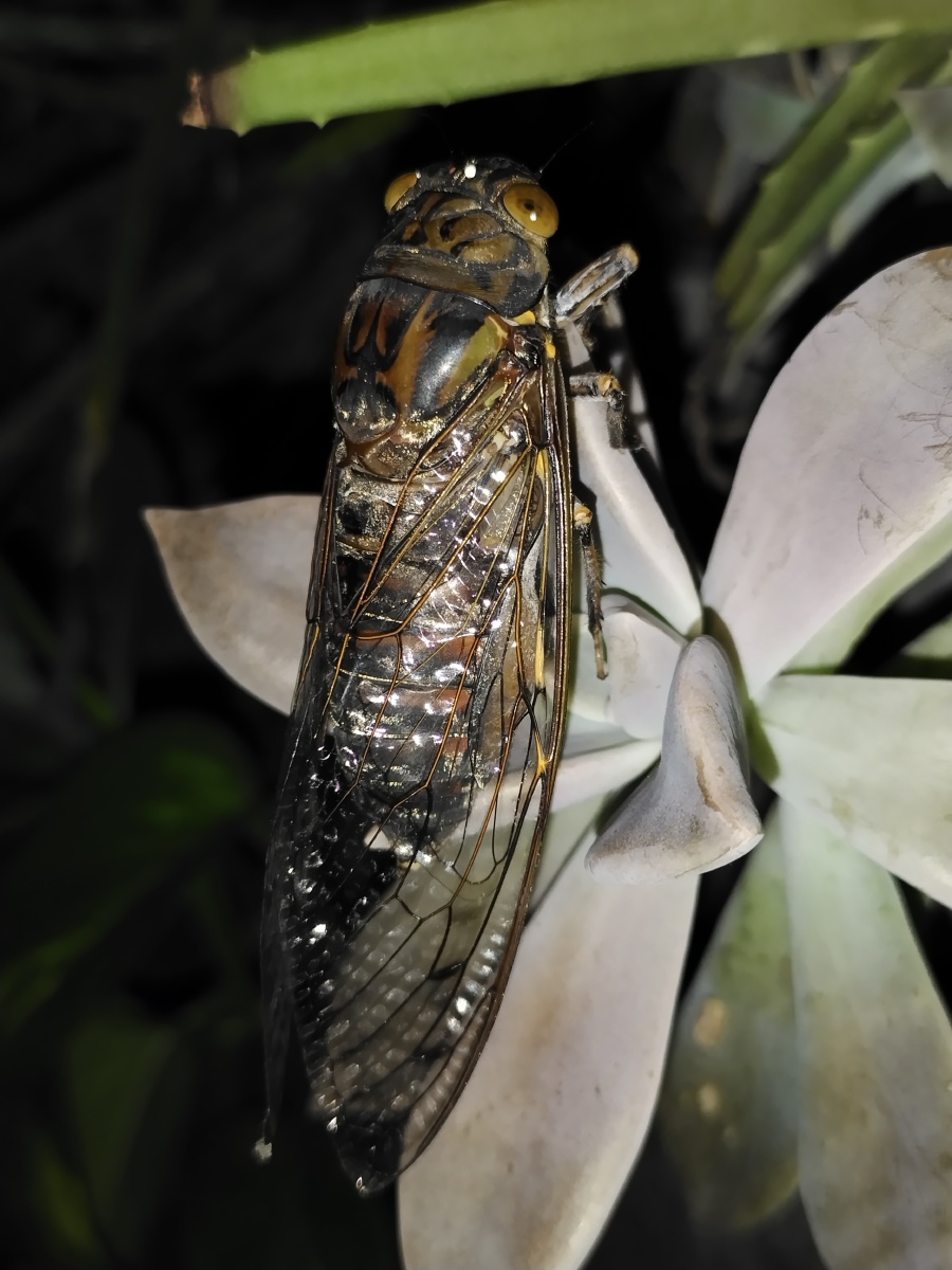 歌声振林樾意欲捕鸣蝉