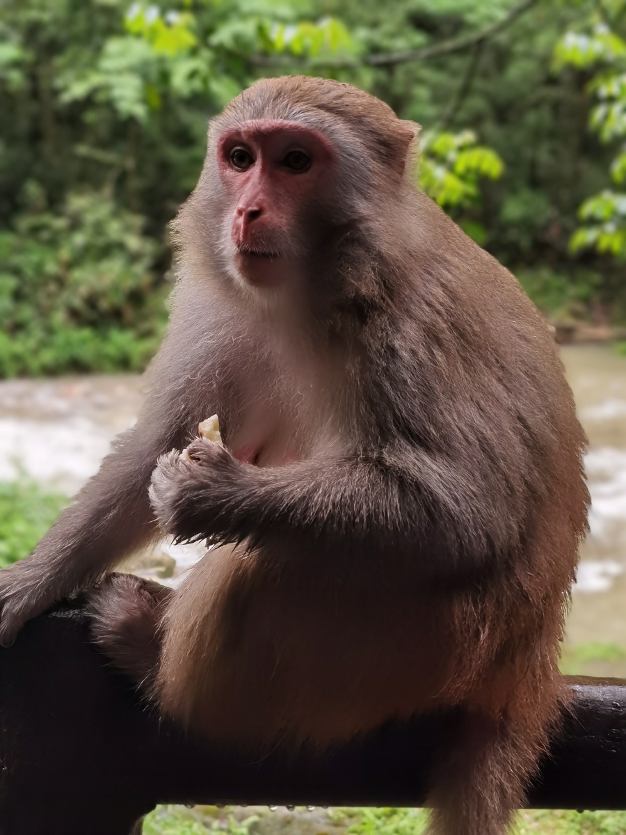 这是张家界十里画廊树林里的猴子表情动作很好玩